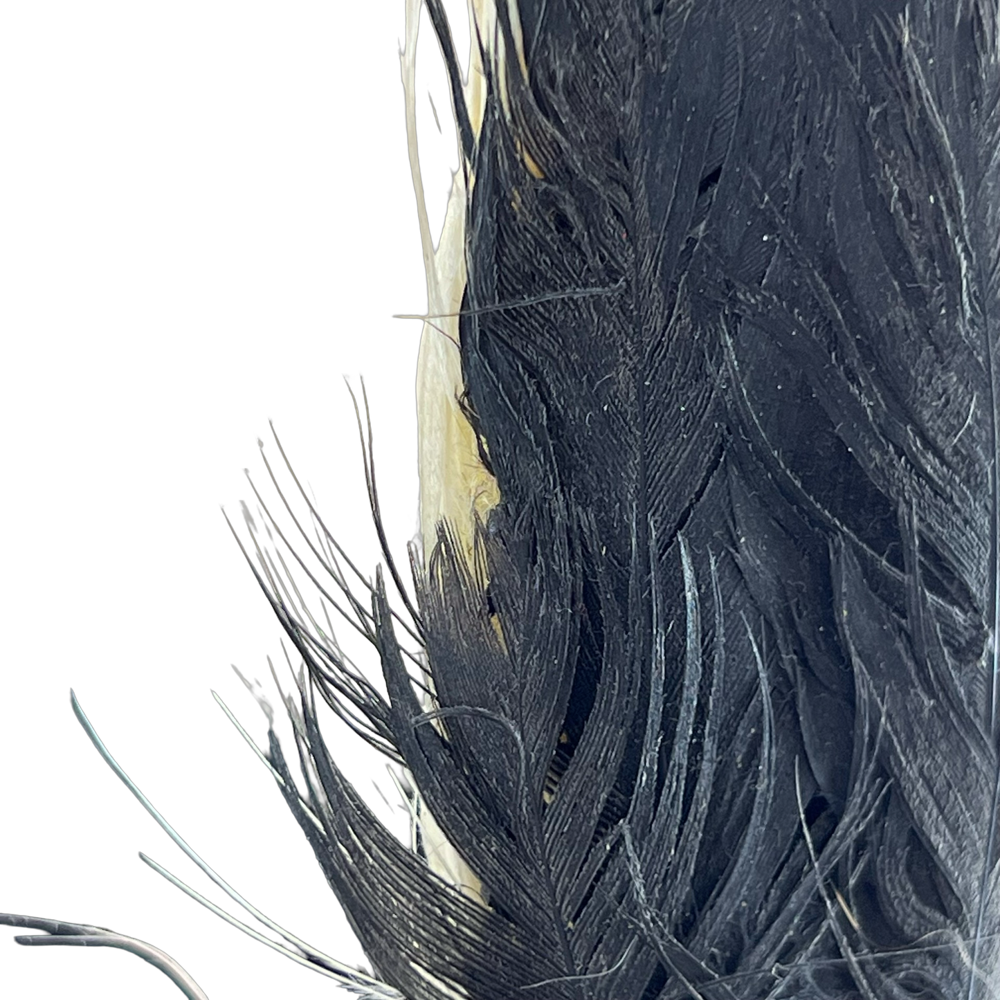 British Army Glengarry w/ Badge & Plume - Royal Regiment of Scotland - Large 59cm